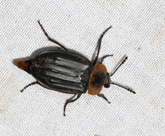 Oxelytrum discicolle