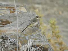 Motacilla flava