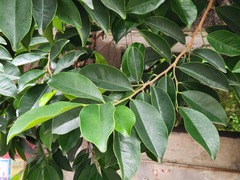 Aquilaria sinensis