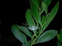 Poecilasthena pulchraria