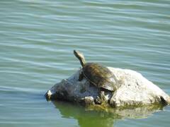 Mauremys leprosa
