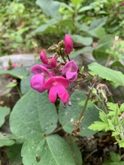 Phaseolus vulgaris