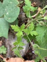 Phaseolus vulgaris