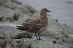 Stercorarius skua