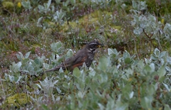 Turdus iliacus coburni