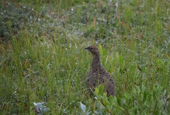 Lagopus muta islandorum