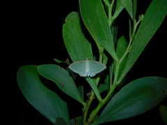 Poecilasthena pulchraria