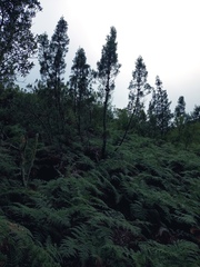 Widdringtonia nodiflora