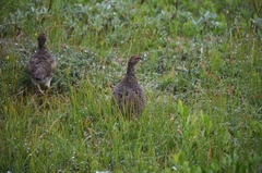 Lagopus muta islandorum