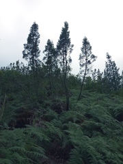 Widdringtonia nodiflora