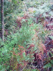 Widdringtonia nodiflora