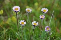 Erigeron borealis