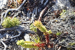 Crassula coccinea