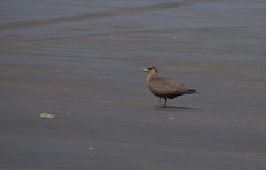 Stercorarius skua