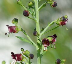 Scrophularia cretacea