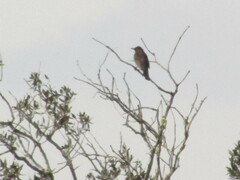 Turdus