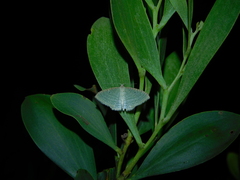 Poecilasthena pulchraria