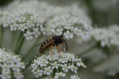 Dolichovespula norwegica