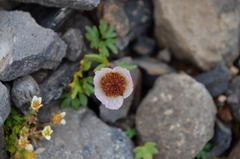 Ranunculus glacialis