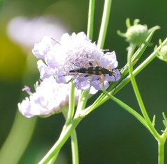 Strangalia attenuata