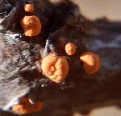 Nectria cinnabarina