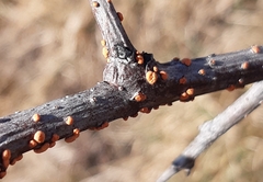 Nectria cinnabarina