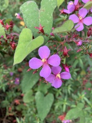 Arthrostemma ciliatum