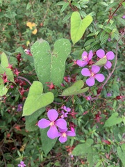 Arthrostemma ciliatum