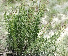 Scrophularia cretacea