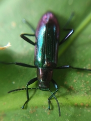 Stenochiinae