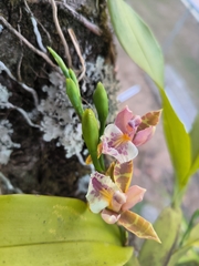 Aspasia epidendroides