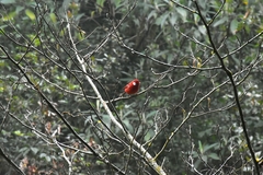 Cardellina rubra
