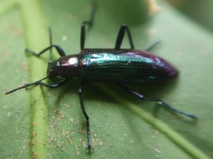 Stenochiinae