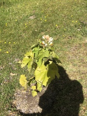 Sparrmannia africana