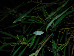 Poecilasthena pulchraria
