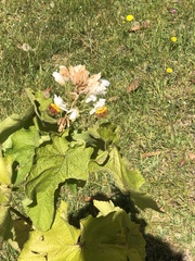 Sparrmannia africana
