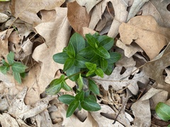 Vinca minor