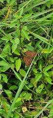 Junonia natalica natalica