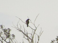 Turdus