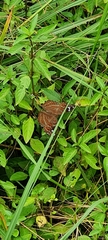 Junonia natalica natalica
