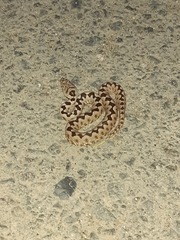 Vipera ammodytes