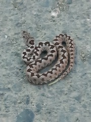 Vipera ammodytes