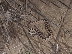 Vipera ammodytes