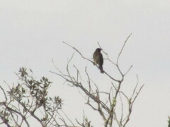 Turdus