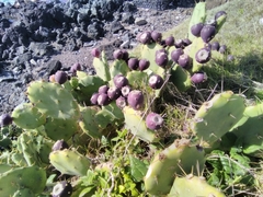 Opuntia stricta