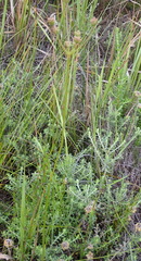 Nanobubon hypogaeum