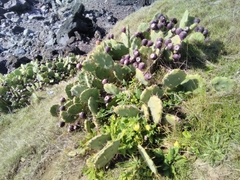 Opuntia stricta