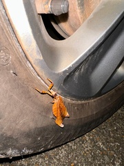 Acanthops fuscifolia