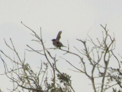 Turdus