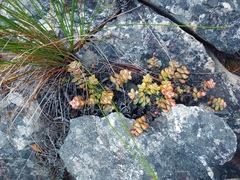 Crassula rupestris